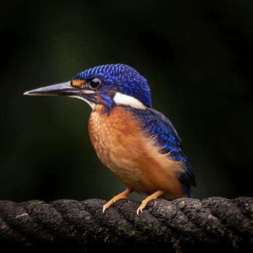 Blue-eared Kingfisher at Bogor, Indonesia