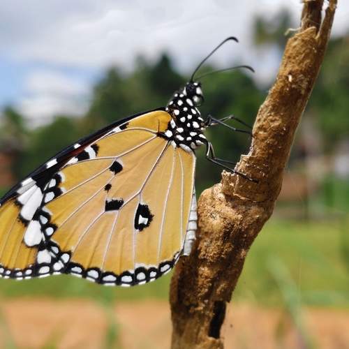 A Plain Tiger butterfly perched on a twig.