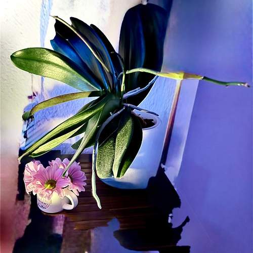 My orchid in art fashion style