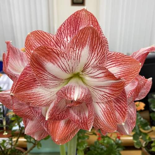 Photo #13306374