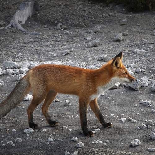 \"Эй, кто там?\"