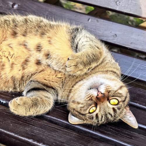 Photo #13306742