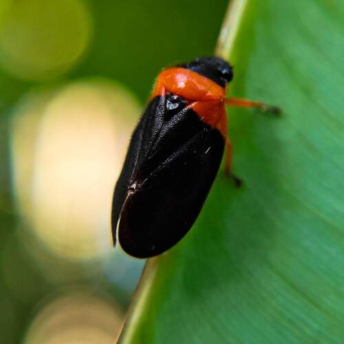 Brightly colored black and orange spittlebug