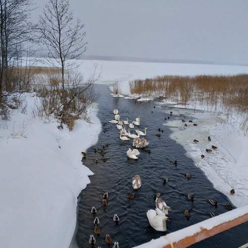 Photo #13306936