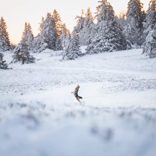 Photo #13306973