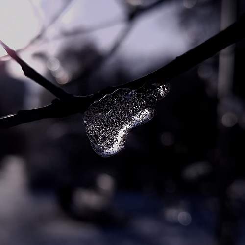 Photo #13307204