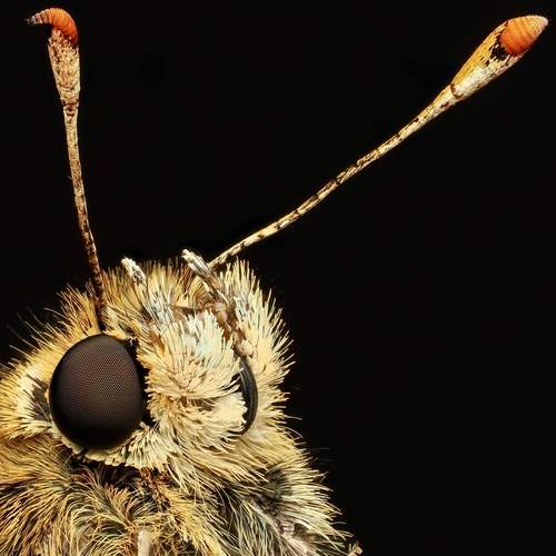 Photo #13307389