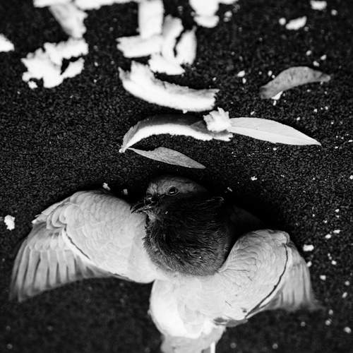 Photo #13307409
