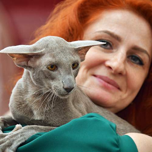 Гармоничная пара