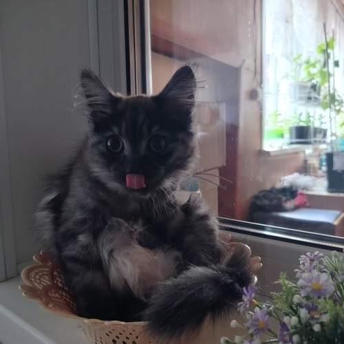 Photo #13307754