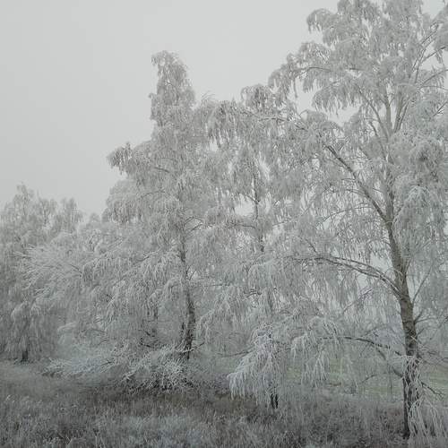 Photo #13307960