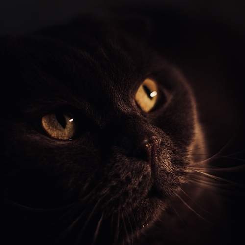 Photo #13308019
