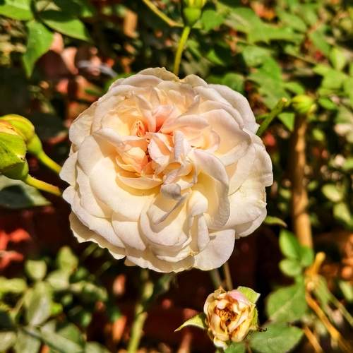 Queen of Flowers ( Off-white Rose)