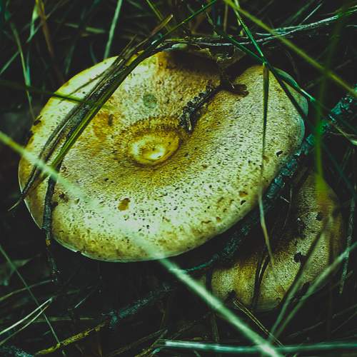 Photo #13308120