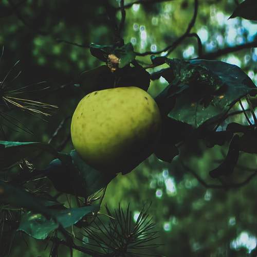 Photo #13308123