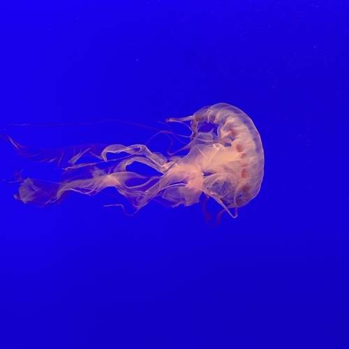 Photo #13308262