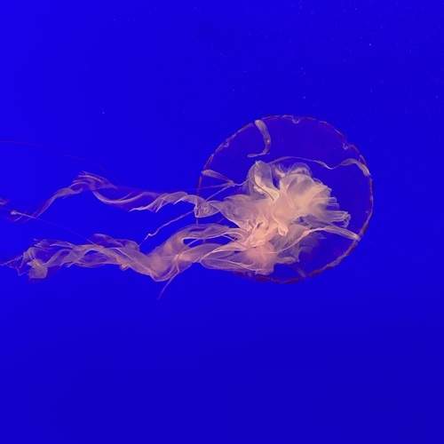 Photo #13308467