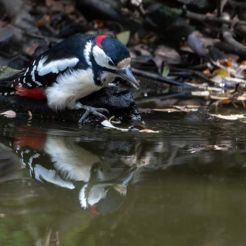 Фотография #13308781