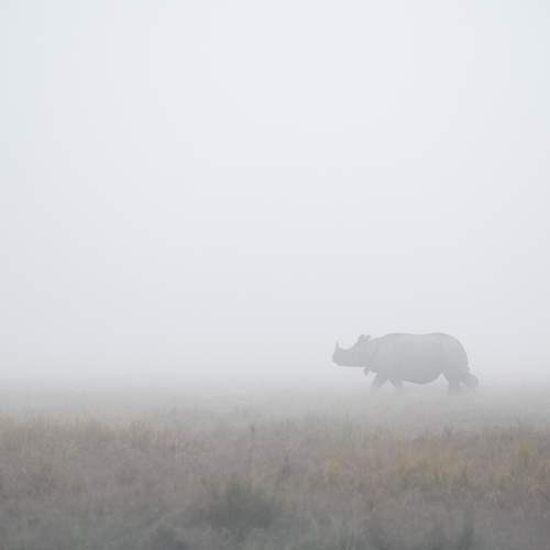 One Horn Rhinoceros