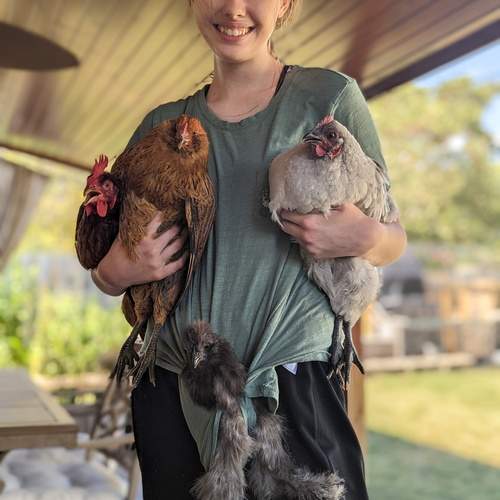 Chicken Whisperer