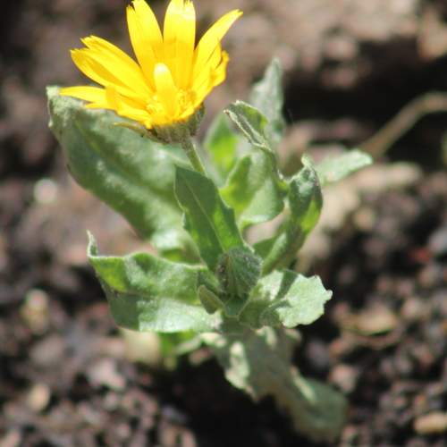 Primavera