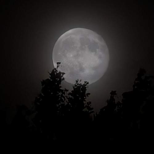 Photo #13309682