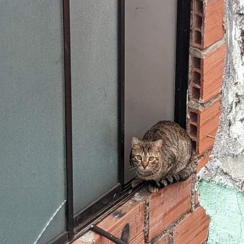 The watchman