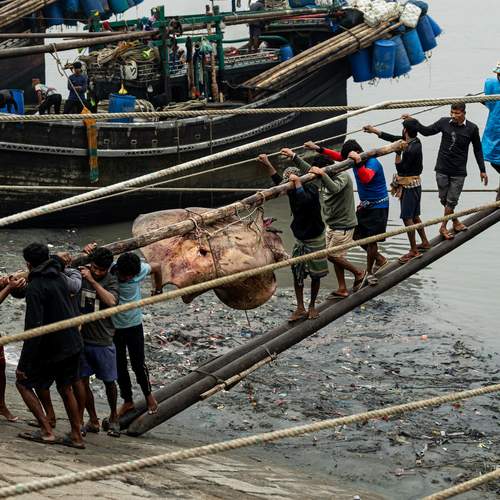 Sharing the Load of the Catch