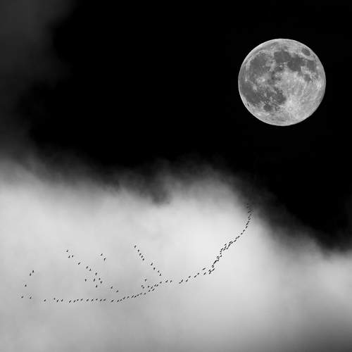 Photo #13310684
