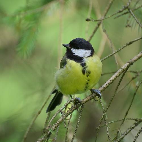 Photo #13310761