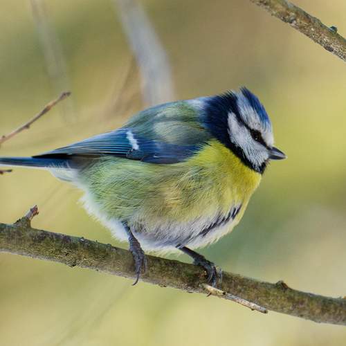 Photo #13310885