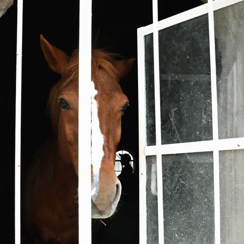 My stable