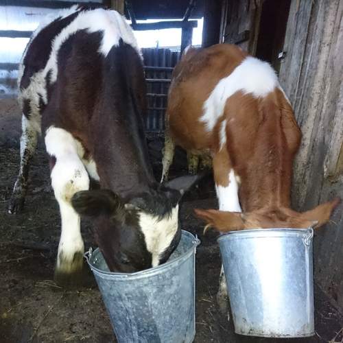 Photo #13311170