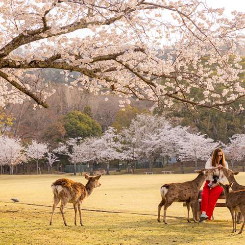 sakura time in Nara park