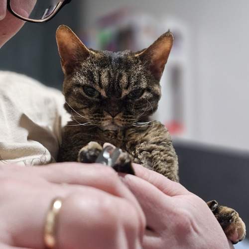 Photo #13311339