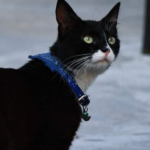 Photo #13311513