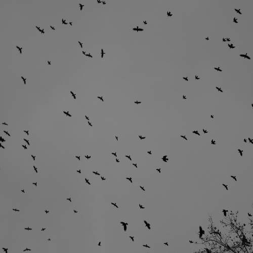 Photo #13311553