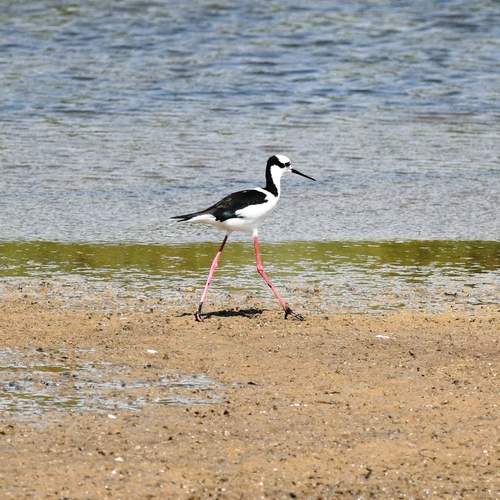 Photo #13311763