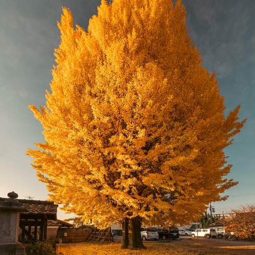 Photo #13312008