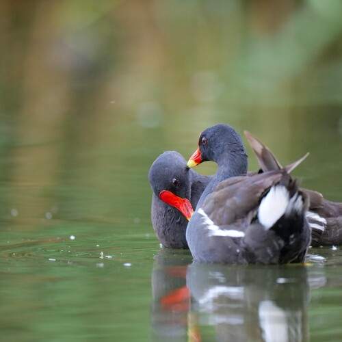 Photo #13312106