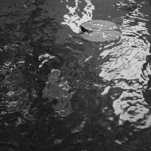 Photo #13312251
