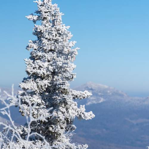 Photo #13312379