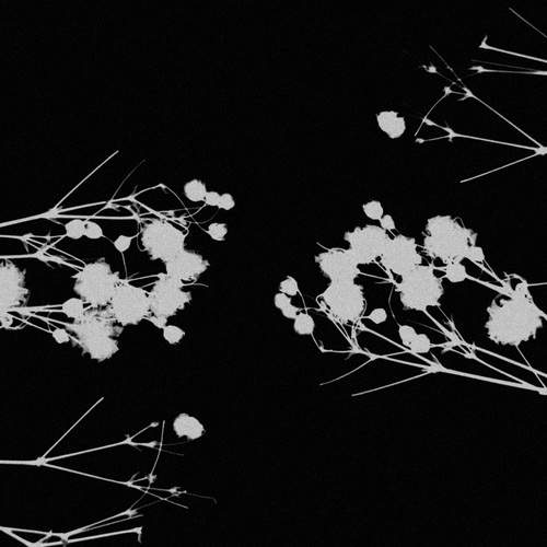 Photo #13312510