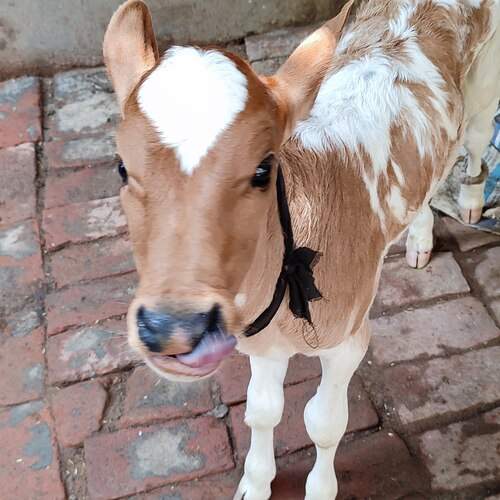 Photo #13312547