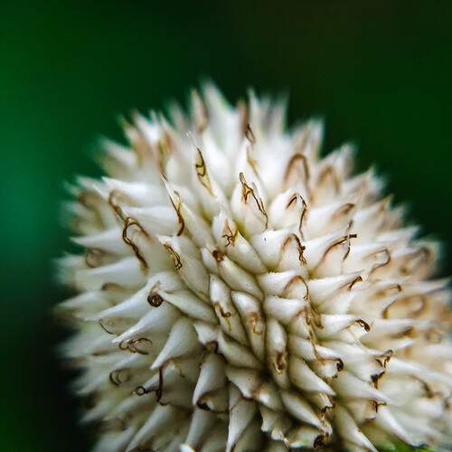 Cyperus mindorensis