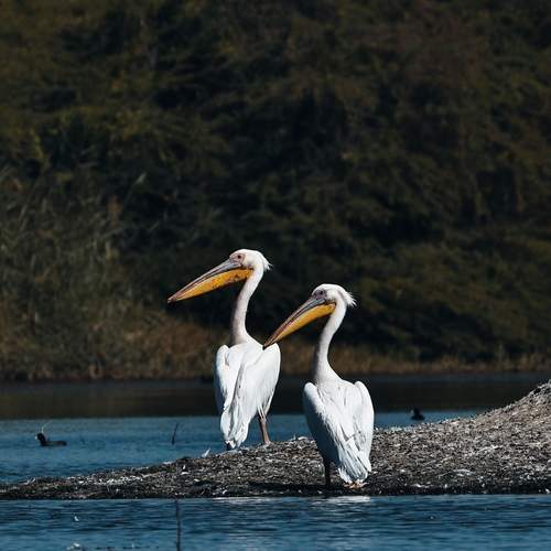 Great White Pelicans