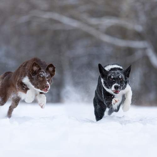 Фотография #13312665