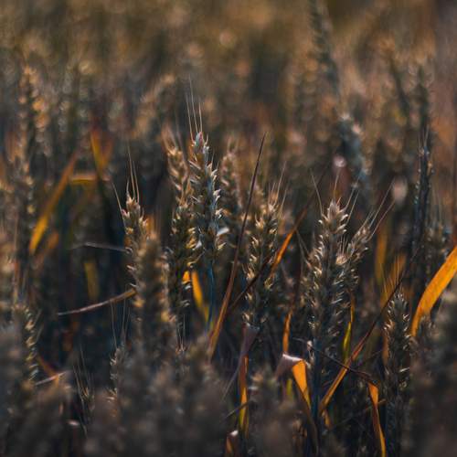 Photo #13312703