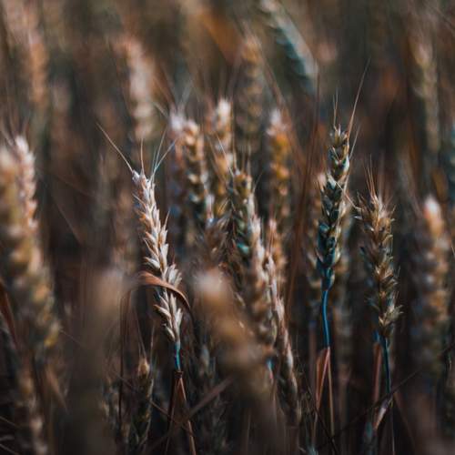 Photo #13312705