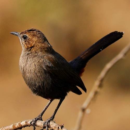 Indian Robin